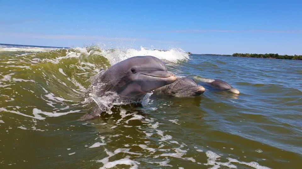 Everglades National Park: Motorboat Eco Tour - Should you book this Everglades National Park motorboat eco tour?