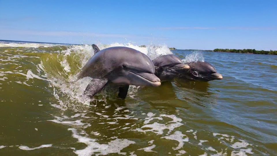 Everglades National Park: Motorboat Eco Tour - What you’ll actually see: the Everglades wildlife hit list