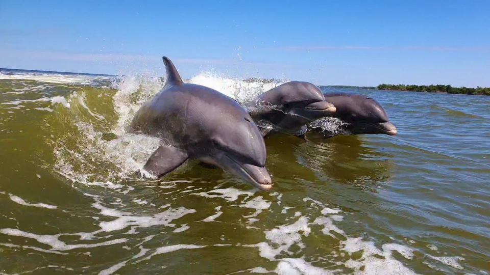 Everglades National Park: Motorboat Eco Tour - The island stop: shells, Calusa relics, and why a land moment changes everything