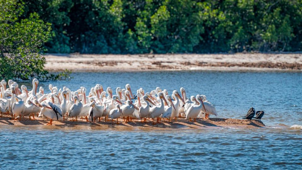 Everglades National Park: Pontoon Boat Tour & Boardwalk - Key Highlights You’ll Actually Care About