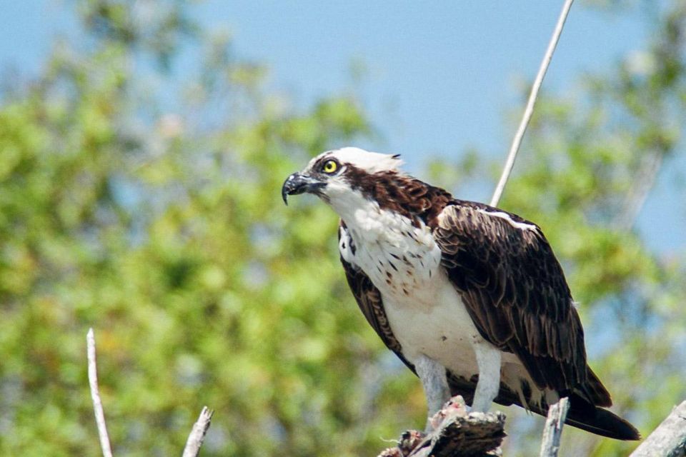 Everglades National Park: Pontoon Boat Tour & Boardwalk - Should You Book This Pontoon + Boardwalk Tour?