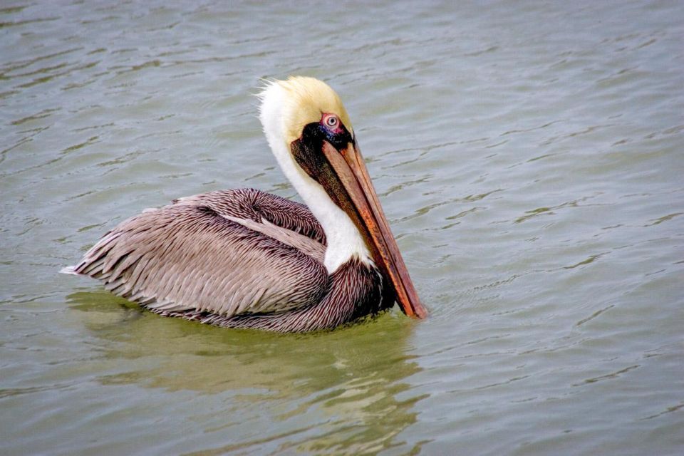 Everglades National Park: Pontoon Boat Tour & Boardwalk - Timing and Moving Between Stops Without Stress
