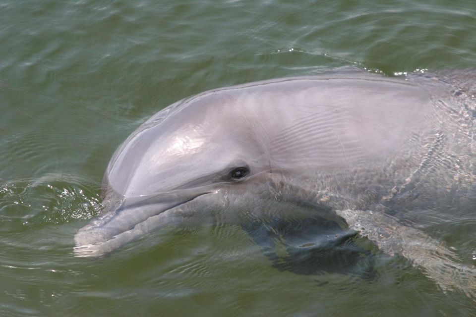 Everglades National Park: Pontoon Boat Tour & Boardwalk - What to Bring and the Rules That Keep It Ethical