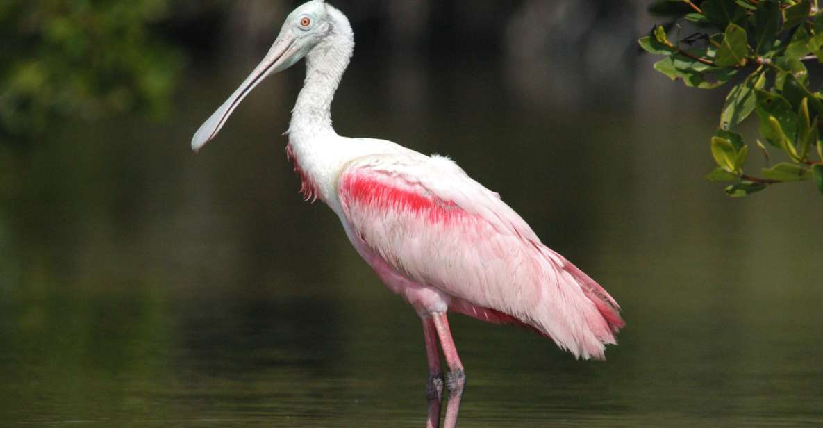 Everglades National Park: Private 2.5-Hour Photo Safari - A private Everglades photo safari is built for focus