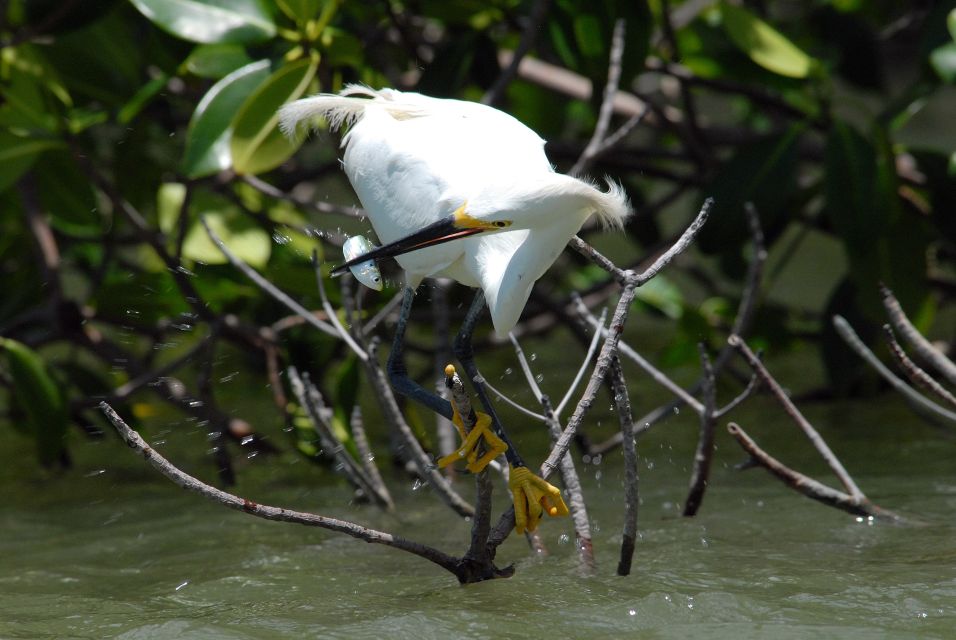 Everglades National Park: Private 2.5-Hour Photo Safari - Timing and flow: what 2.5 hours actually feels like