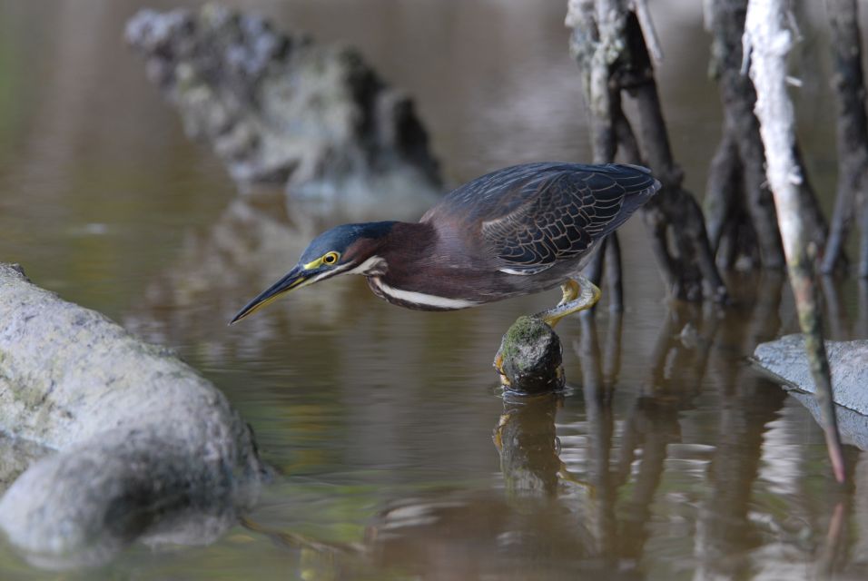 Everglades National Park: Private 2.5-Hour Photo Safari - Entering flooded bird habitat on a quiet power boat