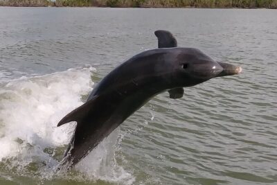 Everglades Small Group Guided Boating and Walking Expedition - How the 3.5-hour outing actually plays out