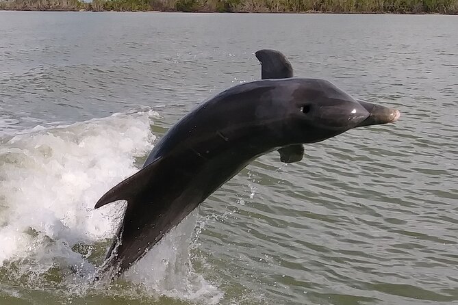 Everglades Small Group Guided Boating and Walking Expedition - How the 3.5-hour outing actually plays out