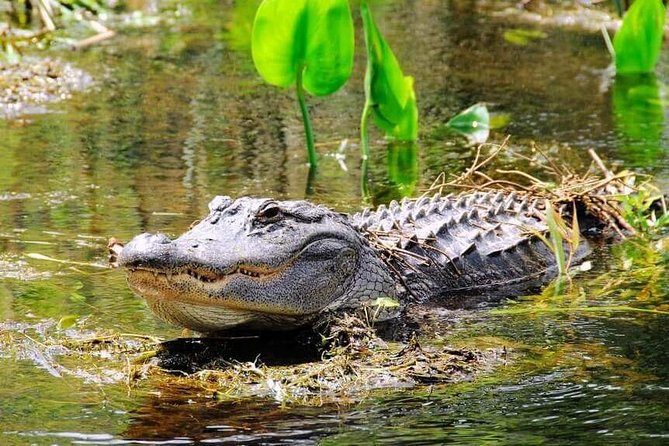 Everglades Wildlife Tour: Airboat & Alligator Habitat Experience - Entering the Everglades: What the Airboat Ride Actually Feels Like