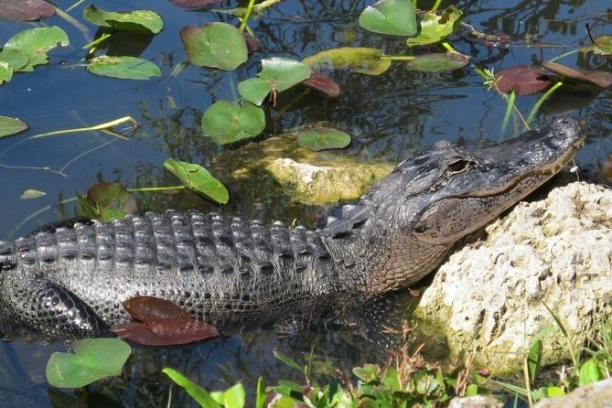 Everglades Wildlife Tour: Airboat & Alligator Habitat Experience - Timing and Weather: The Two Things That Control Your Wildlife Chances