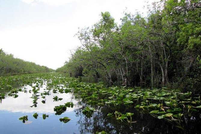 Everglades Wildlife Tour: Airboat & Alligator Habitat Experience - Language, Safety, and Who Should Think Twice