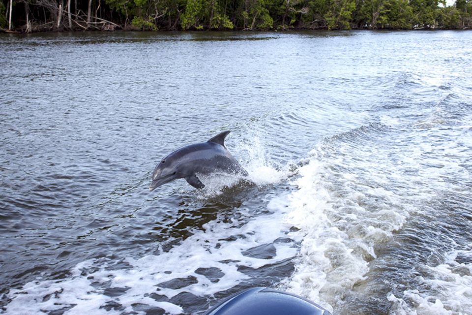 Flamingo Marina: Backcountry Boat Tour of the Everglades - Coot Bay and Tarpon Creek: wildlife spotting with a real guide