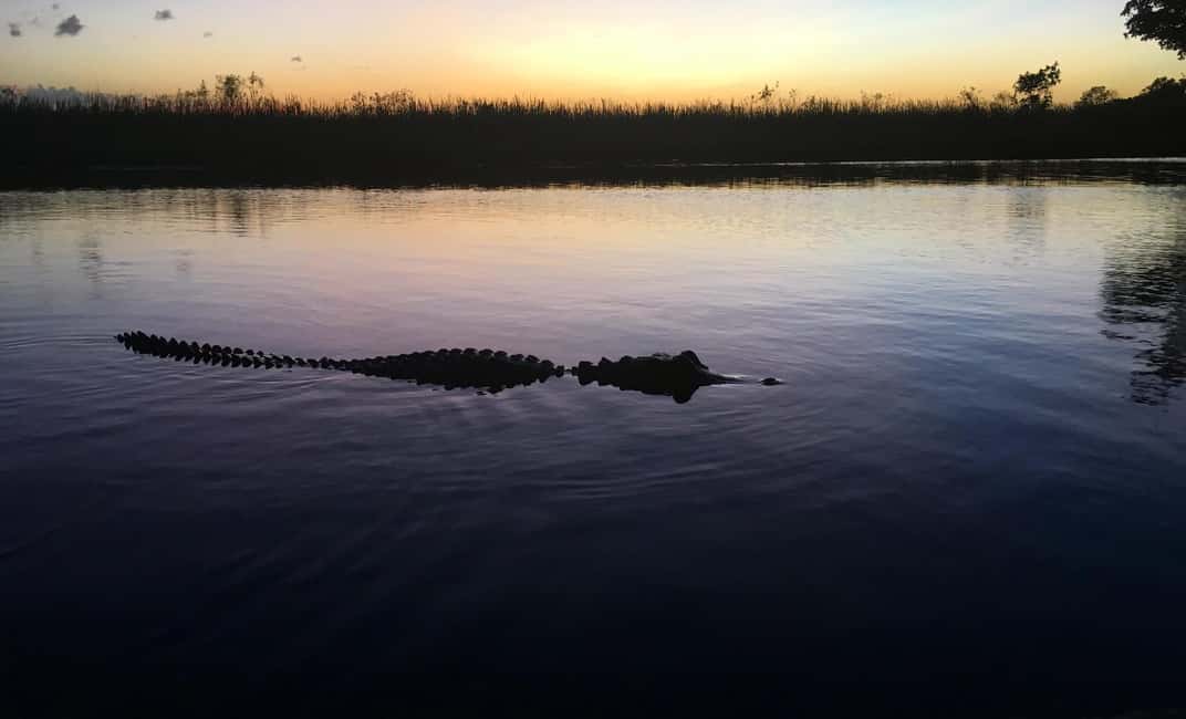 From Miami: Everglades at Night with Guided Airboat Tour - What to bring: jacket, repellent, and a camera you can actually use