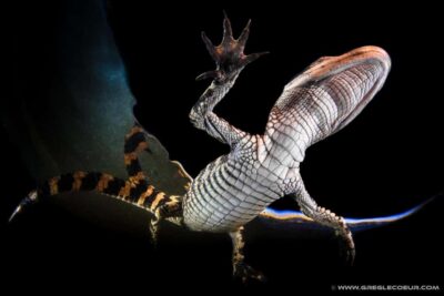 From Miami: Everglades at Night with Guided Airboat Tour - The airboat hour: fast, noisy, and perfect for night spotting