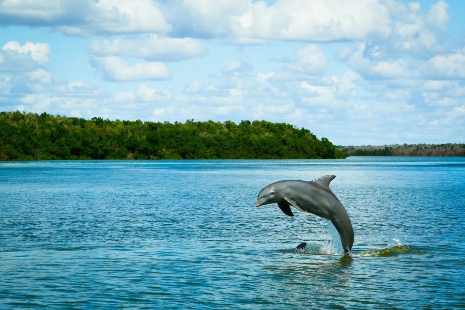 From Miami: Everglades Tour w/ Wet Walk, Boat Trips, & Lunch - Key highlights to know before you go