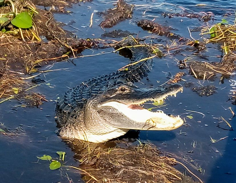 From Miami: Everglades Tour w/ Wet Walk, Boat Trips, & Lunch - Why this Everglades day from Miami feels more “real”