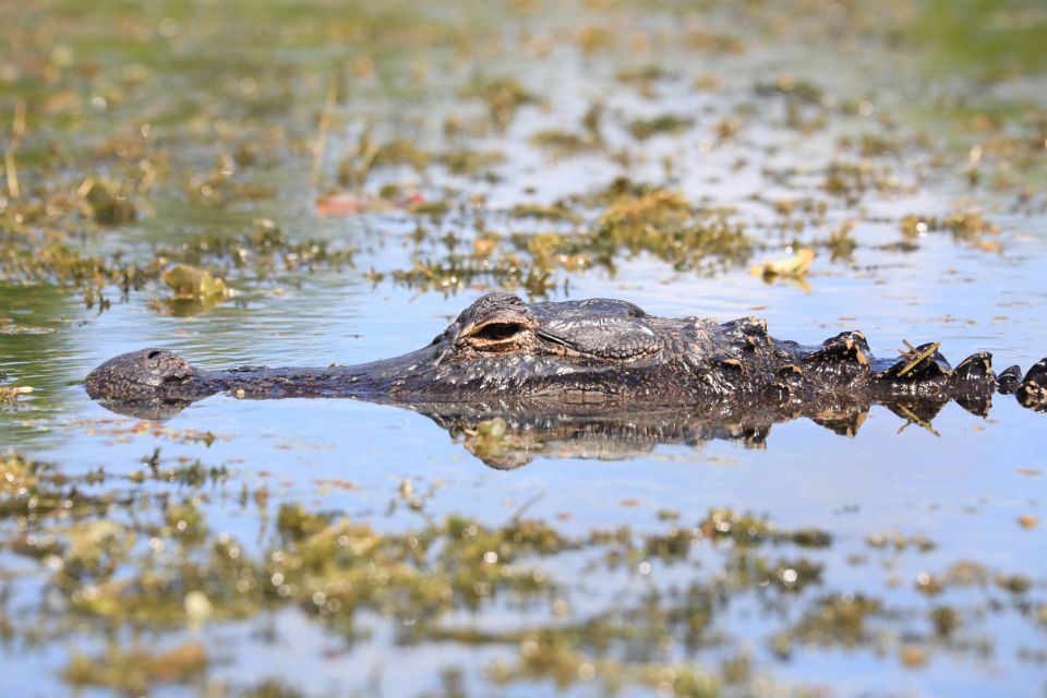 From Miami: Everglades Tour w/ Wet Walk, Boat Trips, & Lunch - The wet walk: boots-on-the-mud Everglades