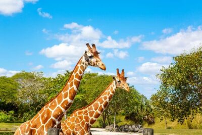 Go City: Miami Explorer Pass - Choose 2, 3, 4 or 5 Attractions - The digital pass: convenient entry, but you still need to manage details