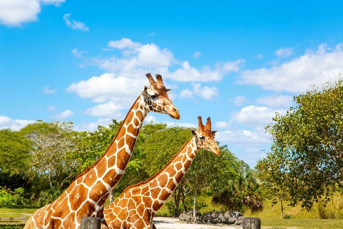 Go City: Miami Explorer Pass - Choose 2, 3, 4 or 5 Attractions - The digital pass: convenient entry, but you still need to manage details