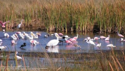 Half-Day Everglades Airboat Tours and Transportation - The 2-hour airboat ride: wetlands, mangroves, and real speed