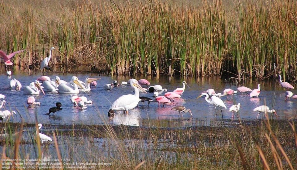 Half-Day Everglades Airboat Tours and Transportation - The 2-hour airboat ride: wetlands, mangroves, and real speed