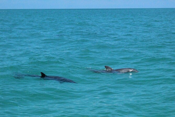 Key West Tours from Miami: Dolphin Discovery, Snorkeling & More ! - Price and Logistics: What You’re Really Paying