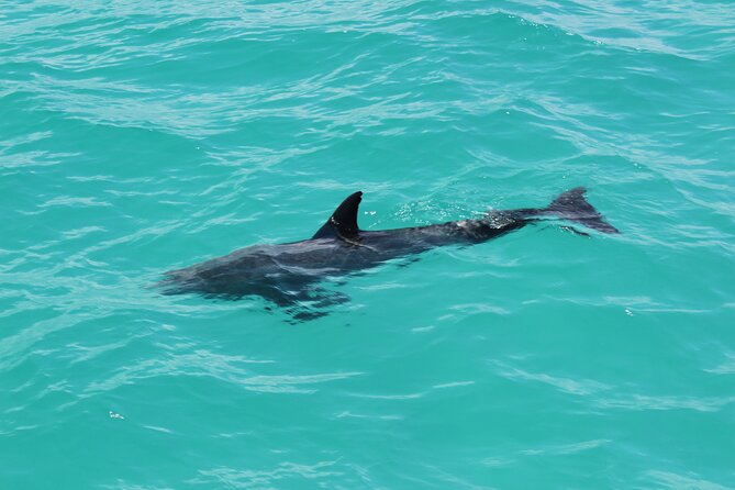 Key West Tours from Miami: Dolphin Discovery, Snorkeling & More ! - Glass Bottom Boat: Useful Views, Extra Buys for Snacks