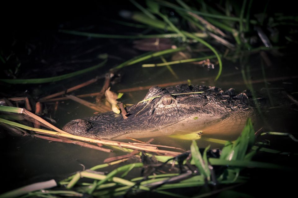 Kissimmee: Boggy Creek Airboats Adventures Night Tour Ticket - The 1-hour spotlight ride: how the gator search actually feels