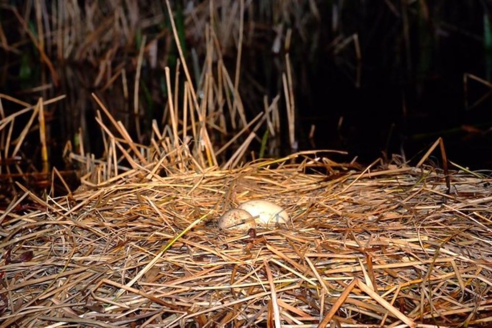Kissimmee: Boggy Creek Airboats Adventures Night Tour Ticket - FAQ
