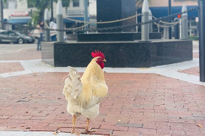 Little Havana Walking Tour with Optional Lunch or Rum Upgrade - Domino Park: the social scene locals actually use