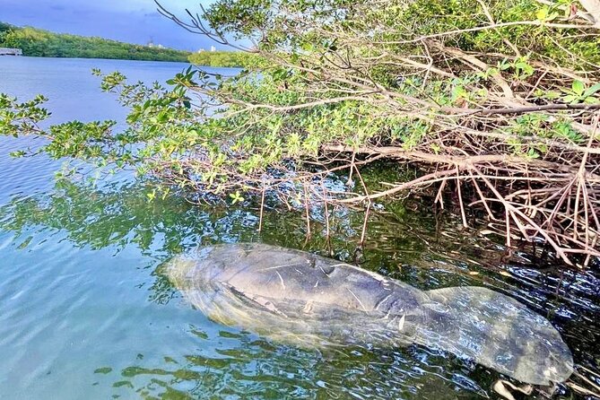 Manatee Season Guided Paddle Tour from Virginia Key - Key Things I’d Notice First