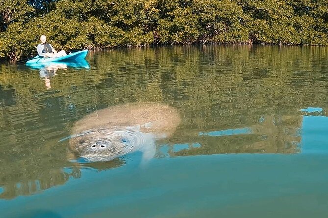 Manatee Season Guided Paddle Tour from Virginia Key - Why Virginia Key Works for a Miami Water Tour