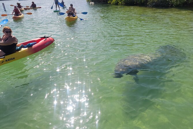 Mangrove Jungle exploration on SUP/Kayak - Key highlights worth your time
