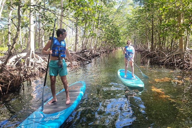Mangrove Jungle exploration on SUP/Kayak - SUP vs Kayak: Picking the Right Platform for Your Comfort