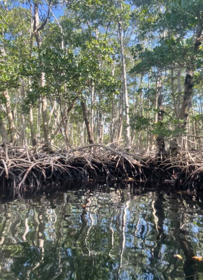 Mangrove Jungle exploration on SUP/Kayak - The Boat Break and Second Ecosystem Stop