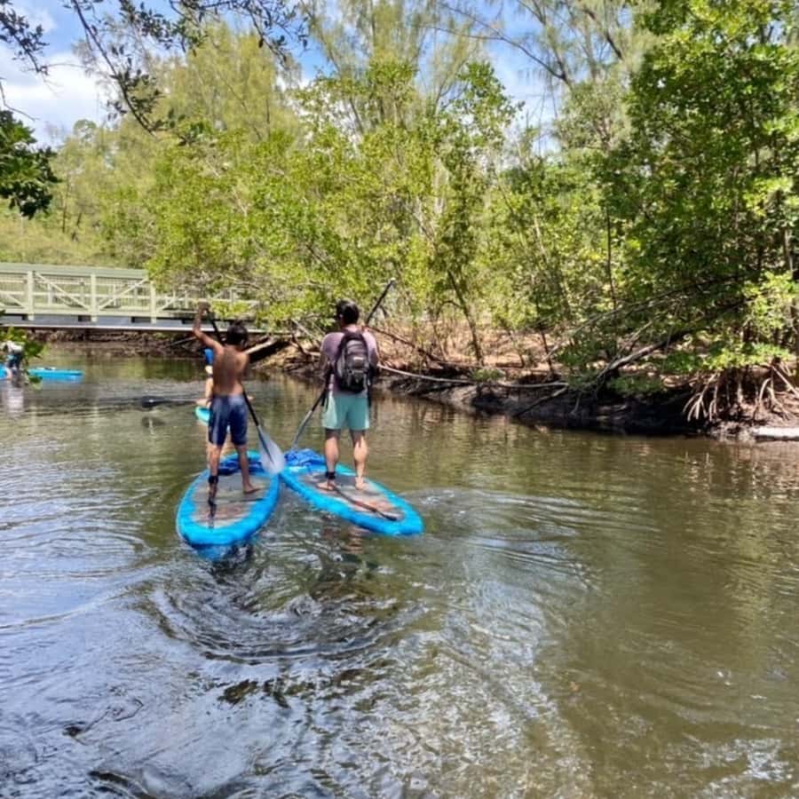 Mangrove Jungle exploration on SUP/Kayak - Drinks, Fresh Fruit, and Snacks: Included Value You Can Actually Feel