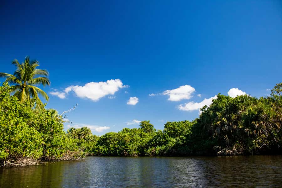 Mangrove Jungle exploration on SUP/Kayak - Price and Logistics: Getting the Best Value for $99