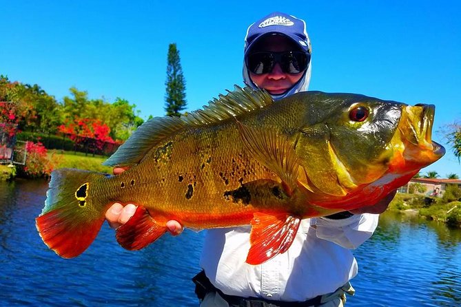 Miami Airport Lakes Peacock Bass Fishing Trip (1 to 4 ppl) - Key takeaways before you book