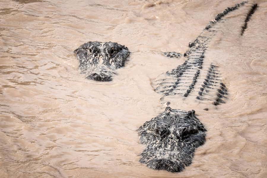 Miami: Alligator Spotting Airboat and Wildlife Reserve - What to Bring (and What to Skip) for a Comfortable Ride