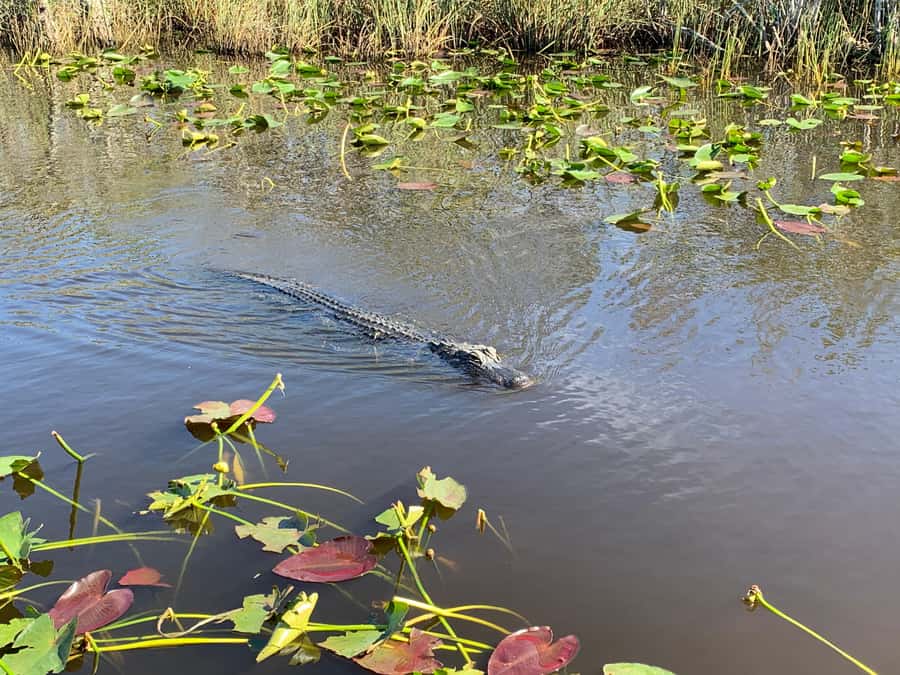 Miami: Alligator Spotting Airboat and Wildlife Reserve - Accessibility and Comfort: Who Should Rethink This One