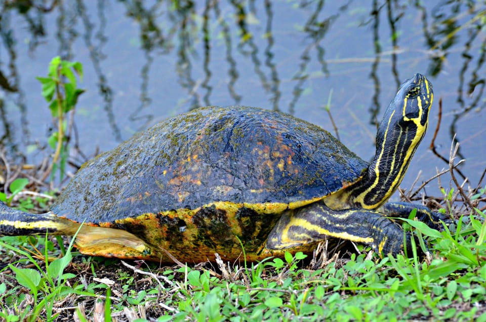 Miami Beach: Everglades Airboat & Wildlife Sanctuary - Timing and Comfort: Florida Heat, Possible Uncovered Airboats