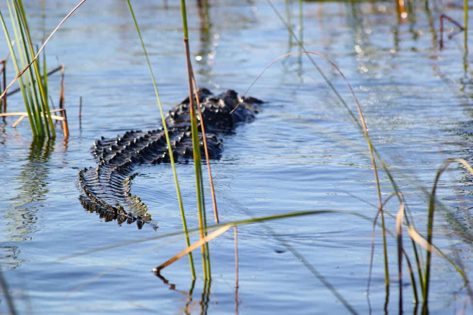 Miami Beach: Everglades Airboat & Wildlife Sanctuary - Price Value: How $44 Turns Into a Half-Day Wildlife Lesson