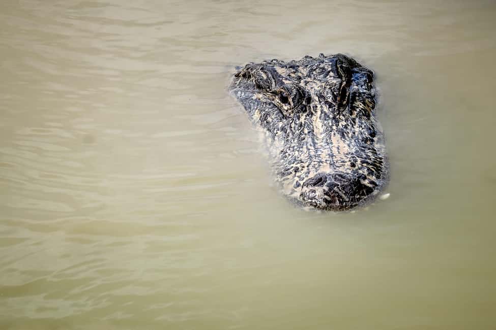 Miami Beach: Everglades Airboat & Wildlife Sanctuary - Miami Pickup at 700 Collins Ave or 340 Biscayne Blvd