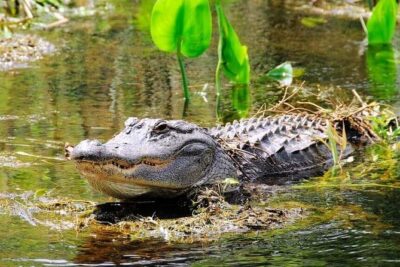 Miami Combo Tour (Everglades Tour + Boat Tour) - Meeting Point and Timing: The Part You Shouldn’t Wing