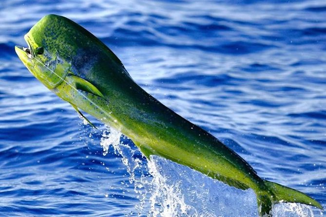 Miami Deep Sea Fishing Charters - The 4-hour vs 6-hour vs 8-hour choice