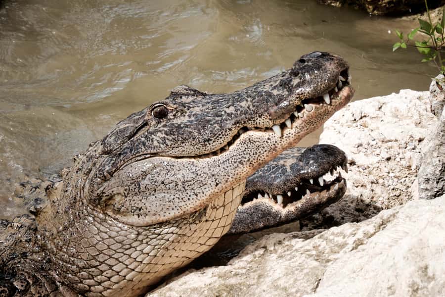 Miami: Everglades Airboat & Animal Sanctuary Tour with Photo - Price and value: what $55 buys you with Miami roundtrip transfer