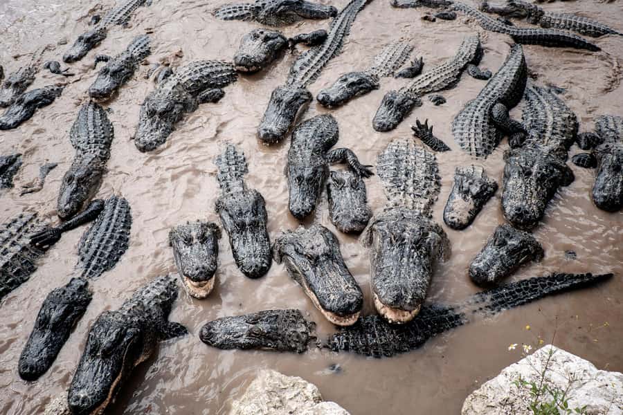 Miami: Everglades Airboat & Animal Sanctuary Tour with Photo - FAQ