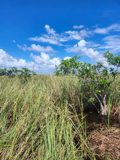 Miami: Everglades Airboat Eco Tour w/ Luxury Transportation - What’s Included (And Why That Helps the Value)