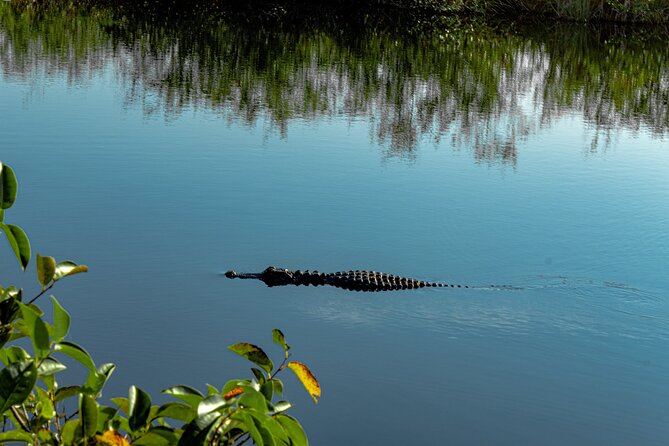 Miami: Everglades Airboat incl. Group Photo - Wildlife Show, Photo Add-On, and the Reality of Alligator Sightings