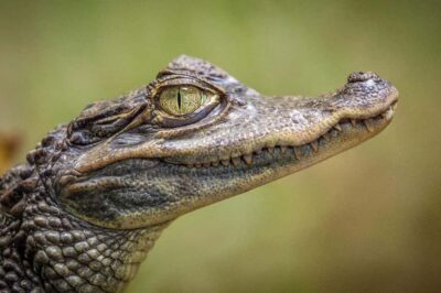 Miami: Everglades Airboat, Photo & Gator Experience - Meeting up in Miami: Collins Ave vs Biscayne Blvd